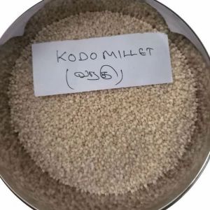 Kodo Millet Get Latest Price Mandi Rates From Dealers Traders