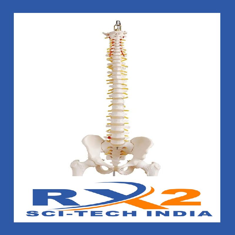 Pvc Vertebral Column With Pelvis And Femur Heads Tall Cm At Best