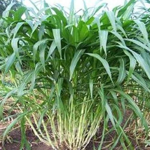 Green Organic Hybrid Super Napier Grass For Cattle Feed Style