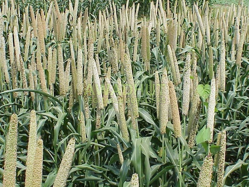Millet Manufacturer Maharashtra India by Awadhut Vegitable Suppliers