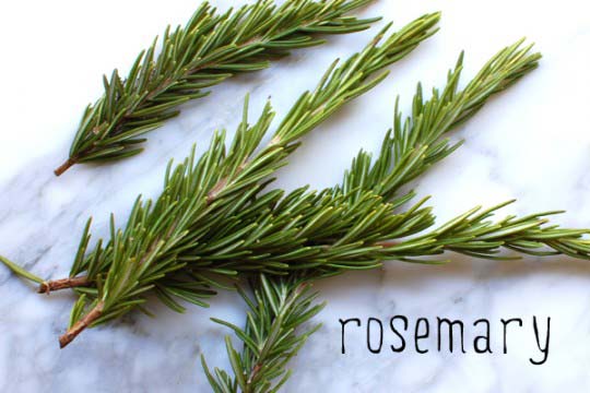 rosemary-leaf-manufacturer-in-chennai-tamil-nadu-india-by-double-horses