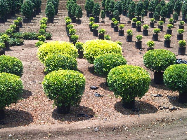 buy garden plants from greenworld nursery india id 1705469 buy garden plants from greenworld nursery india id 1705469