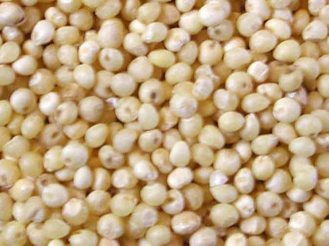 Buy Millet Seeds from Kalpesh Agro Product's, Pachora, India | ID - 1298721