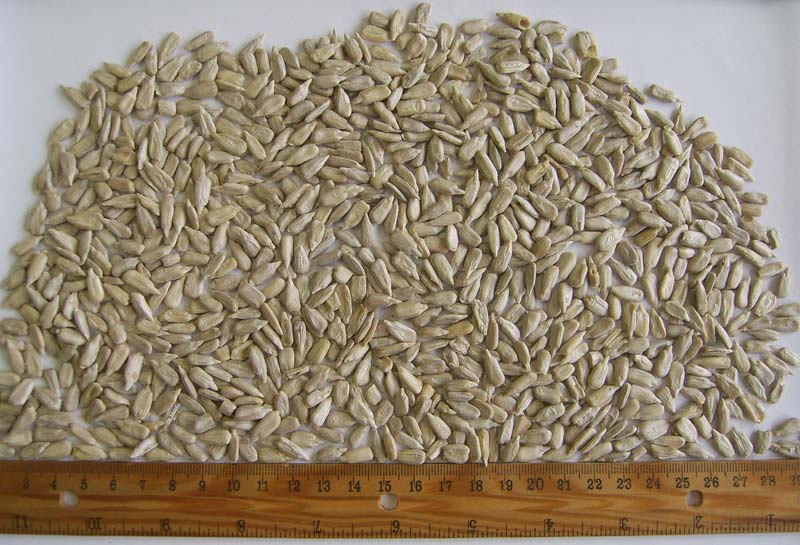 buy hulled sunflower kernels from maks pm bulgaria id buy hulled sunflower kernels from maks pm bulgaria id