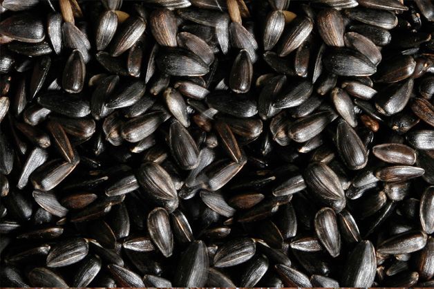 buy black sunflower seeds from agricom impex india id buy black sunflower seeds from agricom impex india id