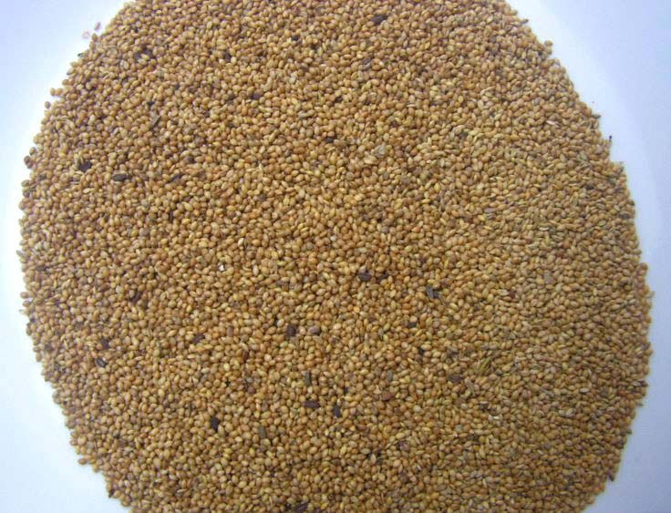 buy foxtail millet seeds from royhal world bangalore buy foxtail millet seeds from royhal world bangalore