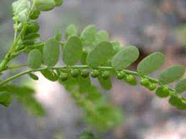 Antioxidant Activity Of Phyllanthus Niruri Common