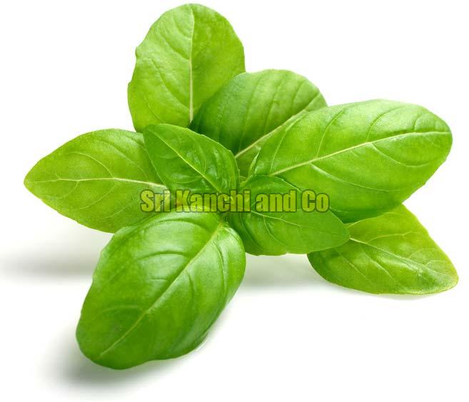 fresh-basil-leaves-manufacturer-in-tamil-nadu-india-by-sri-kanchi-and