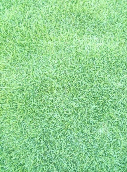 Korean Carpet Grass from New Delhi Delhi India by Bloom Field Plantations Pvt. Ltd | ID - 1468685