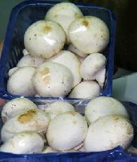 http://img1.exportersindia.com/product_images/bc-small/dir_2/37582/mushrooms-01-96599.jpg