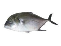 Malabar Trevally