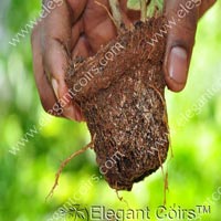 Seeding Pots