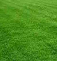Lawn Grass - Manufacturers, Suppliers & Exporters in India