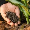 Organic Fertilizers and Manure in Greater Noida