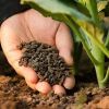 Organic Fertilizers and Manure