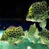 Ornamental Fish