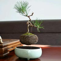  Bonsai  Pot  Manufacturers Suppliers Exporters in India