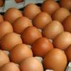 Brown Eggs in Salem