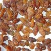 Brown Raisins in Gurugram