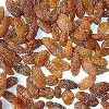 Brown Raisins in Solapur