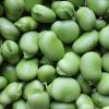 Broad Bean in Chennai