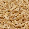 Certified Wheat Seeds