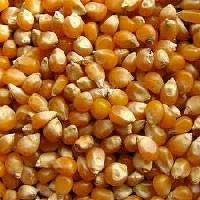 Corn Kernels