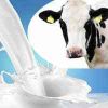 Cow Milk in Pune