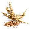 Durum Wheat in Indore