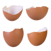 Egg Shells