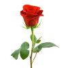 Fresh Red Rose in Delhi