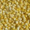 Frozen Sweet Corn in Pune