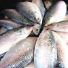 Fresh Hilsa Fish in Kolkata