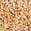 Wheat Grain in Ahmedabad