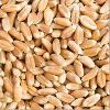 Wheat Grain in Indore