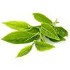 Leaf Tea in Siliguri