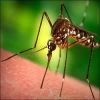 Mosquito Control Services in Thane