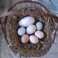 Egg incubator price in bangalore