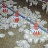Poultry Feeder in Delhi