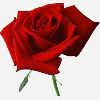 Red Rose in Kolkata