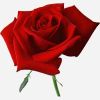 Red Rose in Madurai