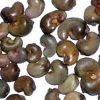 Raw Cashew Nuts in Medinipur