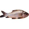 Fresh Rohu Fish in North 24 Parganas