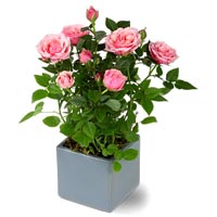 Fresh Flowers and Plants