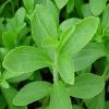 Stevia Plants