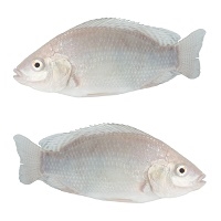 Live Organic Nile Tilapia Fish (GIFT) at Rs 200/kilogram, Tilapia Fish  Seed in Bengaluru
