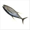 Tuna Fish in Porbandar