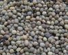 Cluster Bean Seeds in Rajkot