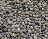 Cluster Bean Seeds in Rajkot