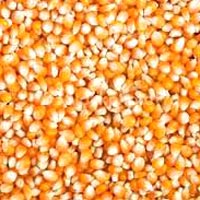 Yellow Corn Animal Feed